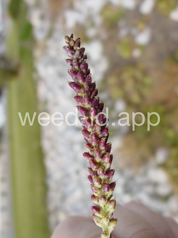 plantain, broadleaf